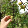 Conserva de Umeboshi al vacío 3 años x 2U - Image 3