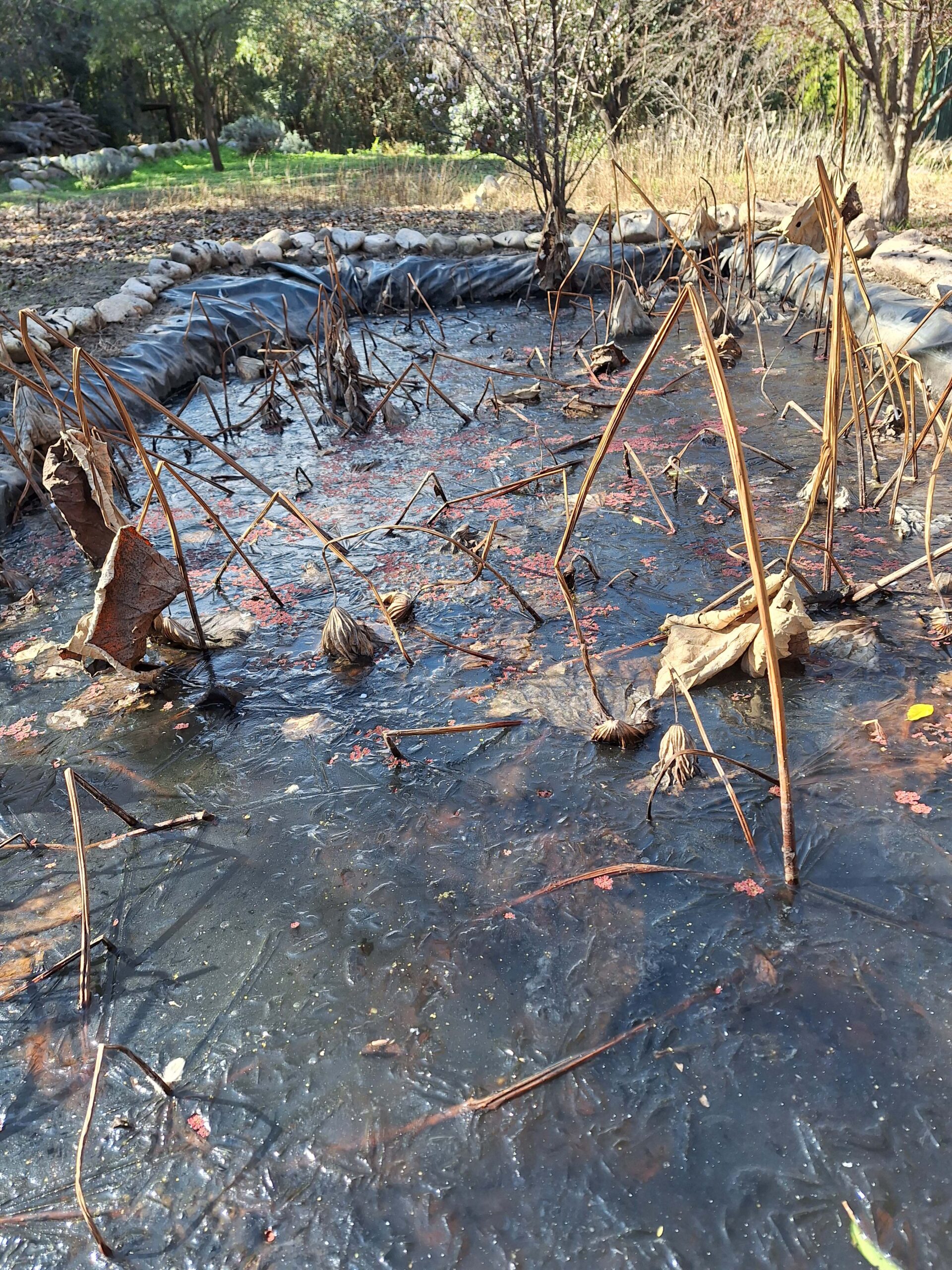 Estanque de lotos congelado