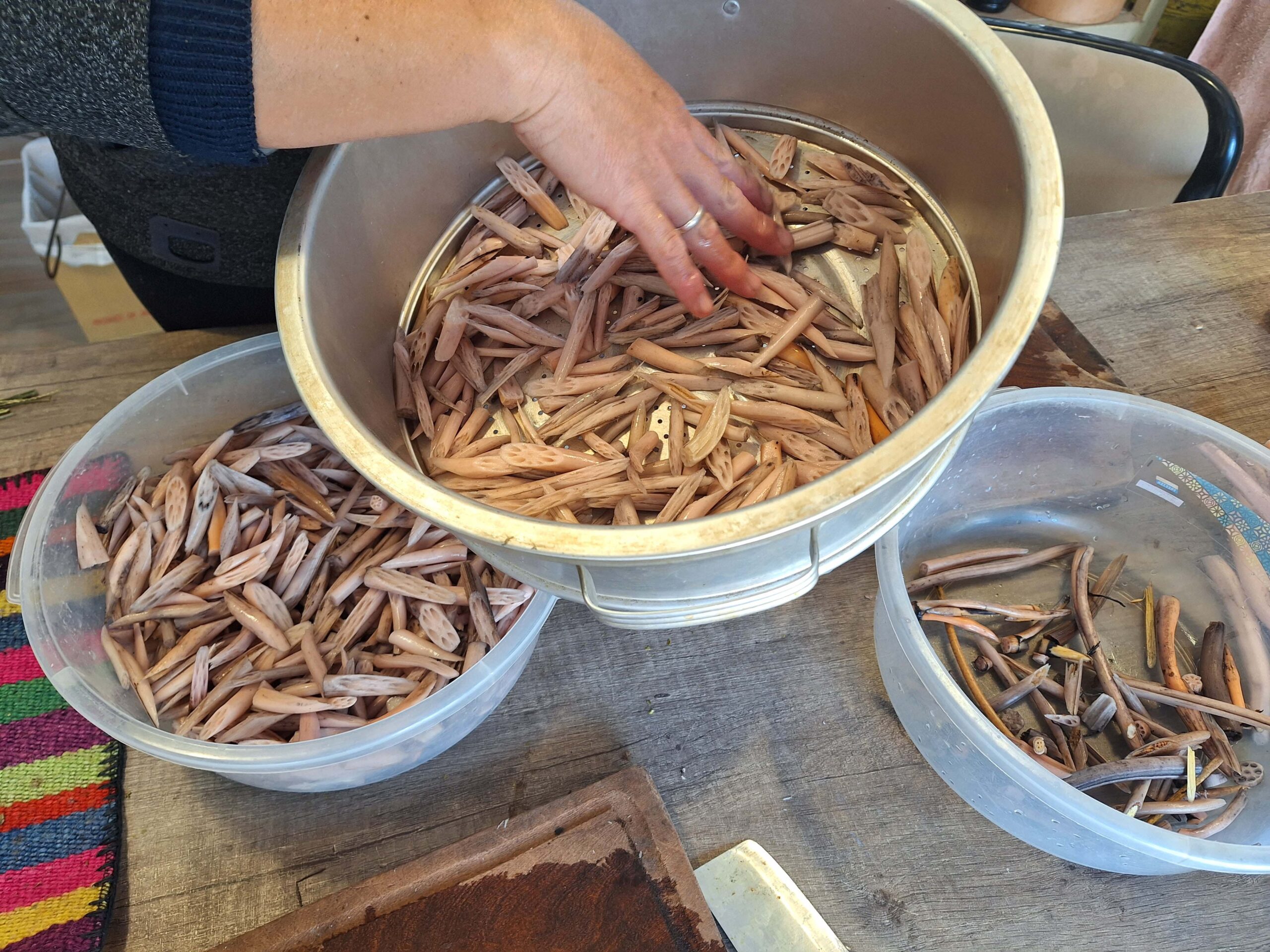 Raiz de loto para secar al sol