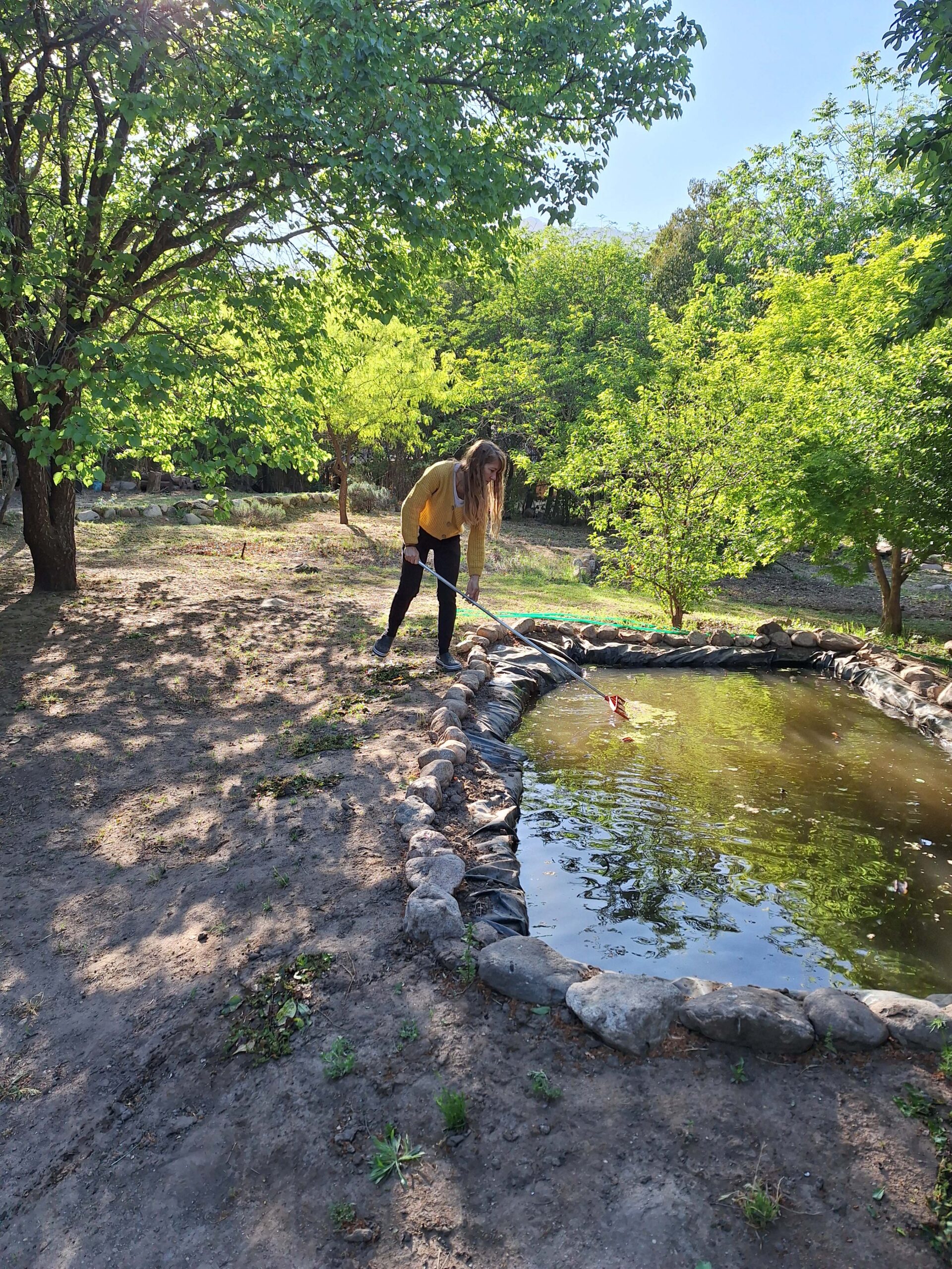 Limpiando el estanque de lotos