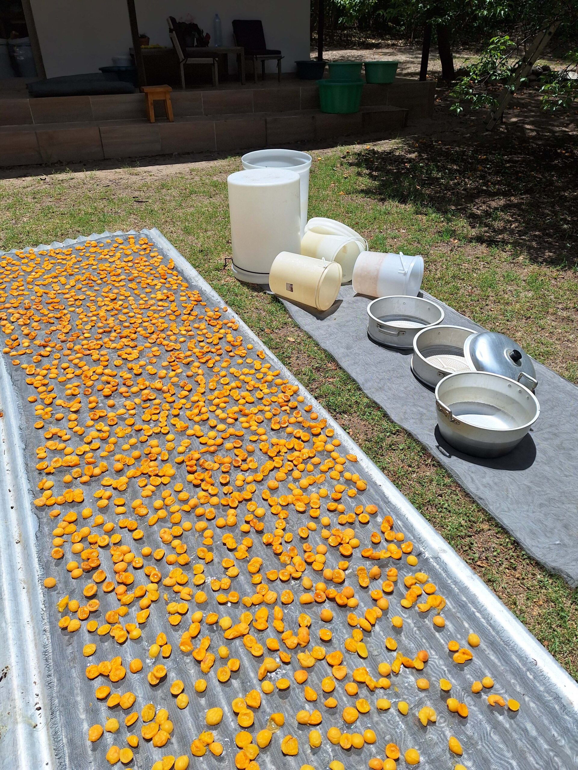 damascos secandose al sol