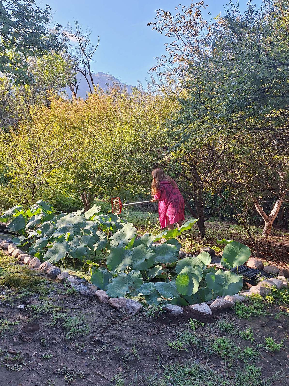 Estanque de lotos en primavera