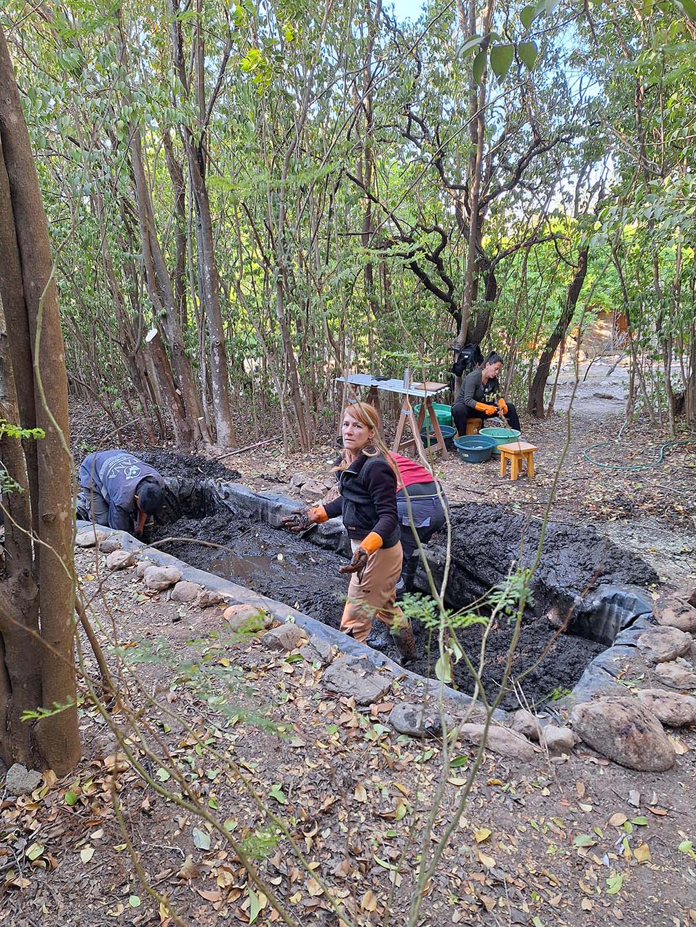 Cosechando otro Estanque de lotos