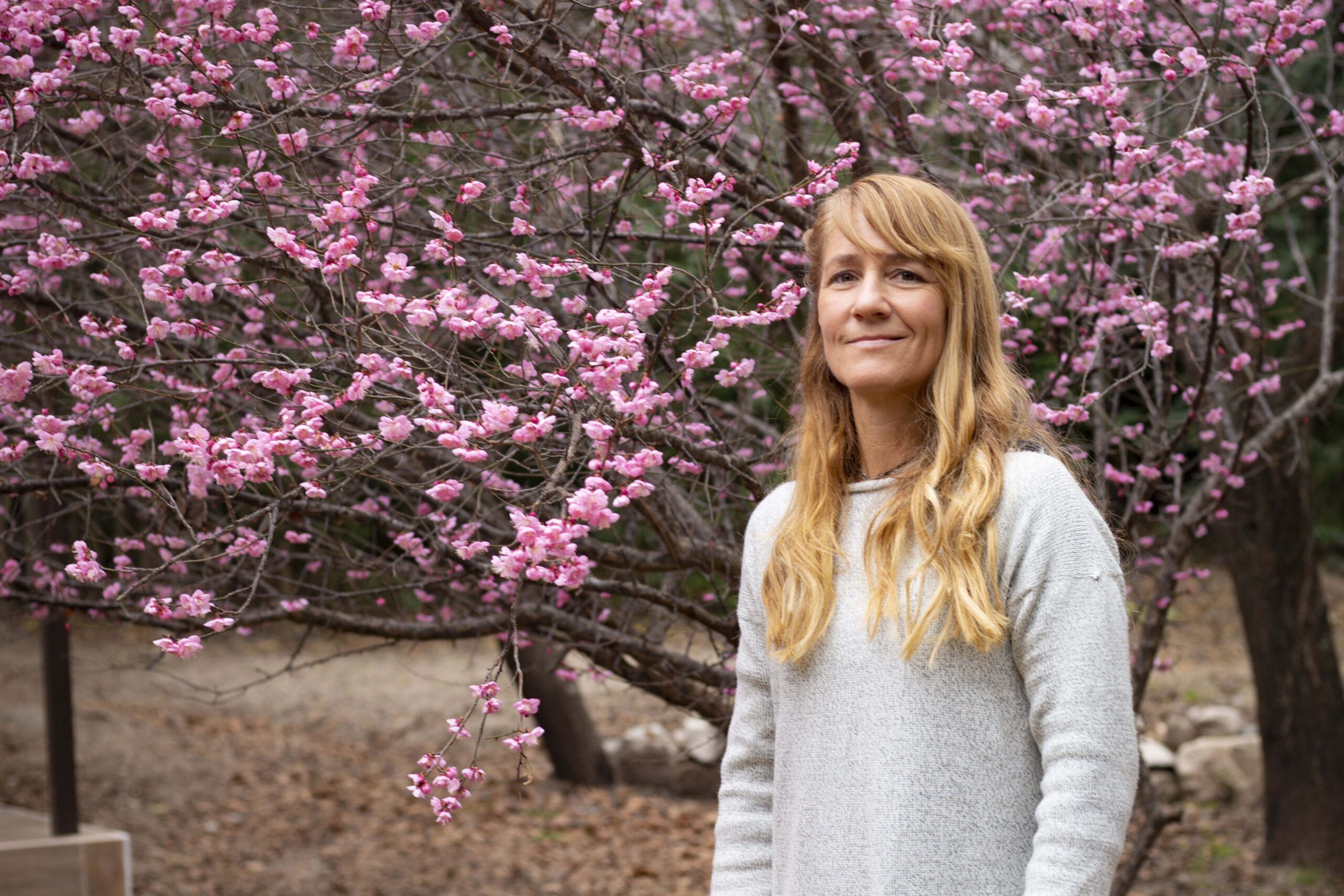 Arbol de Ume en flor