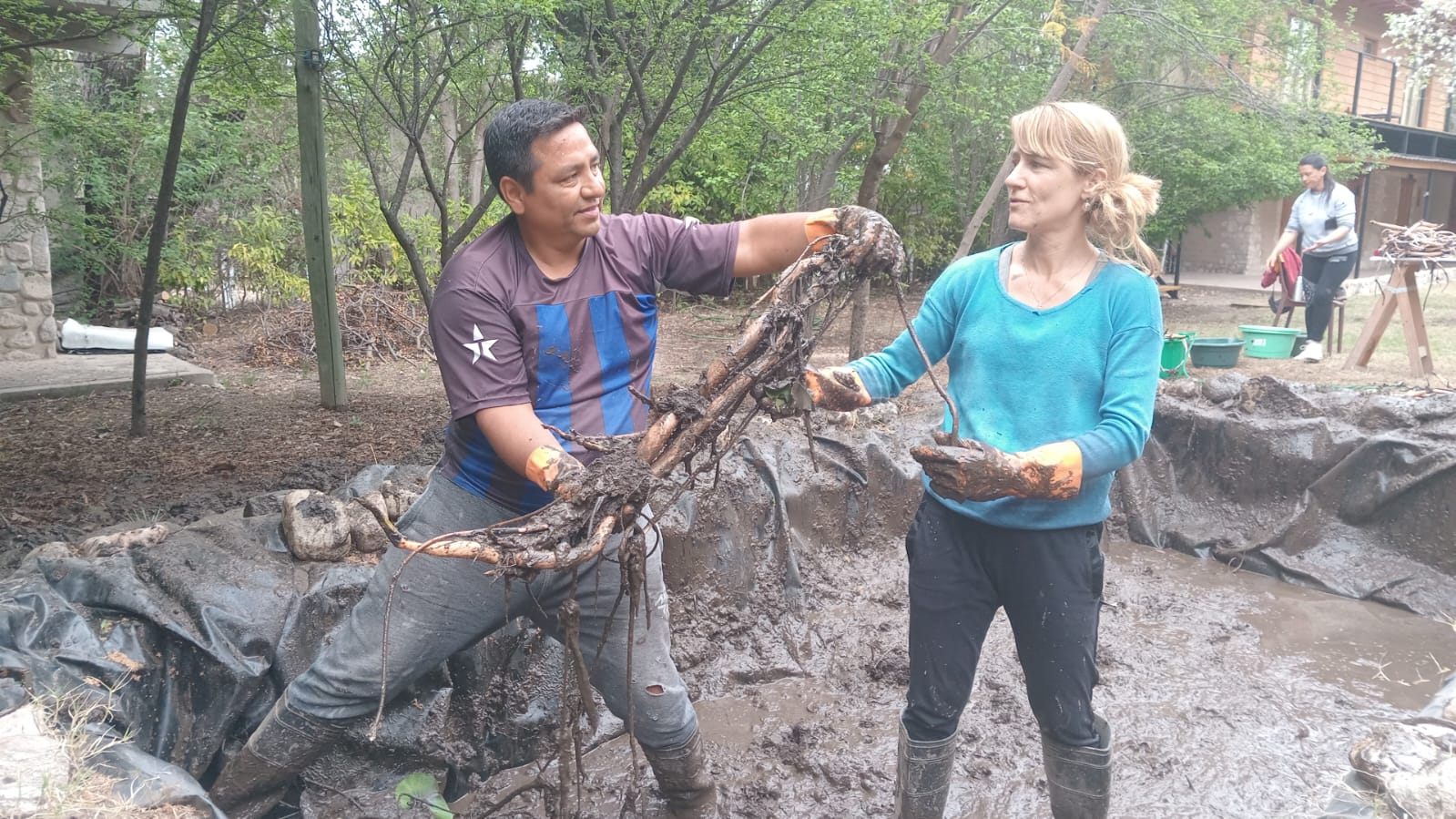 Hermosa cosecha de raiz de loto
