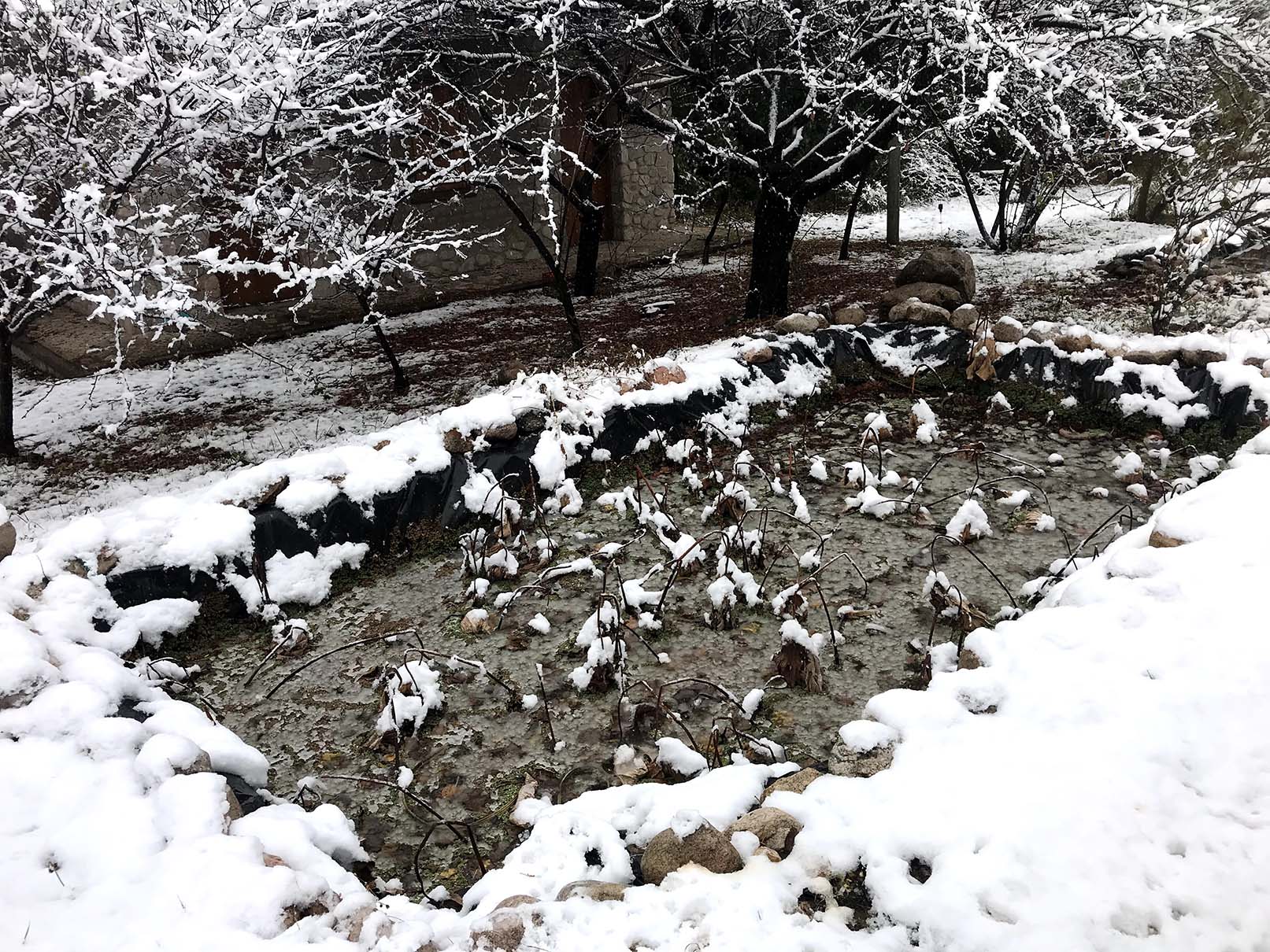 Estanque de lotos nevado