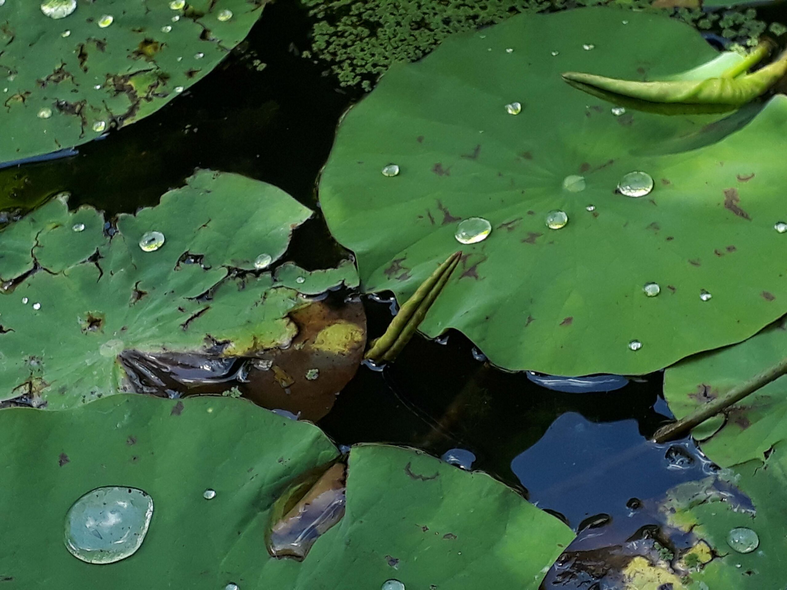 La cualidad hidrófuga de la hoja del loto