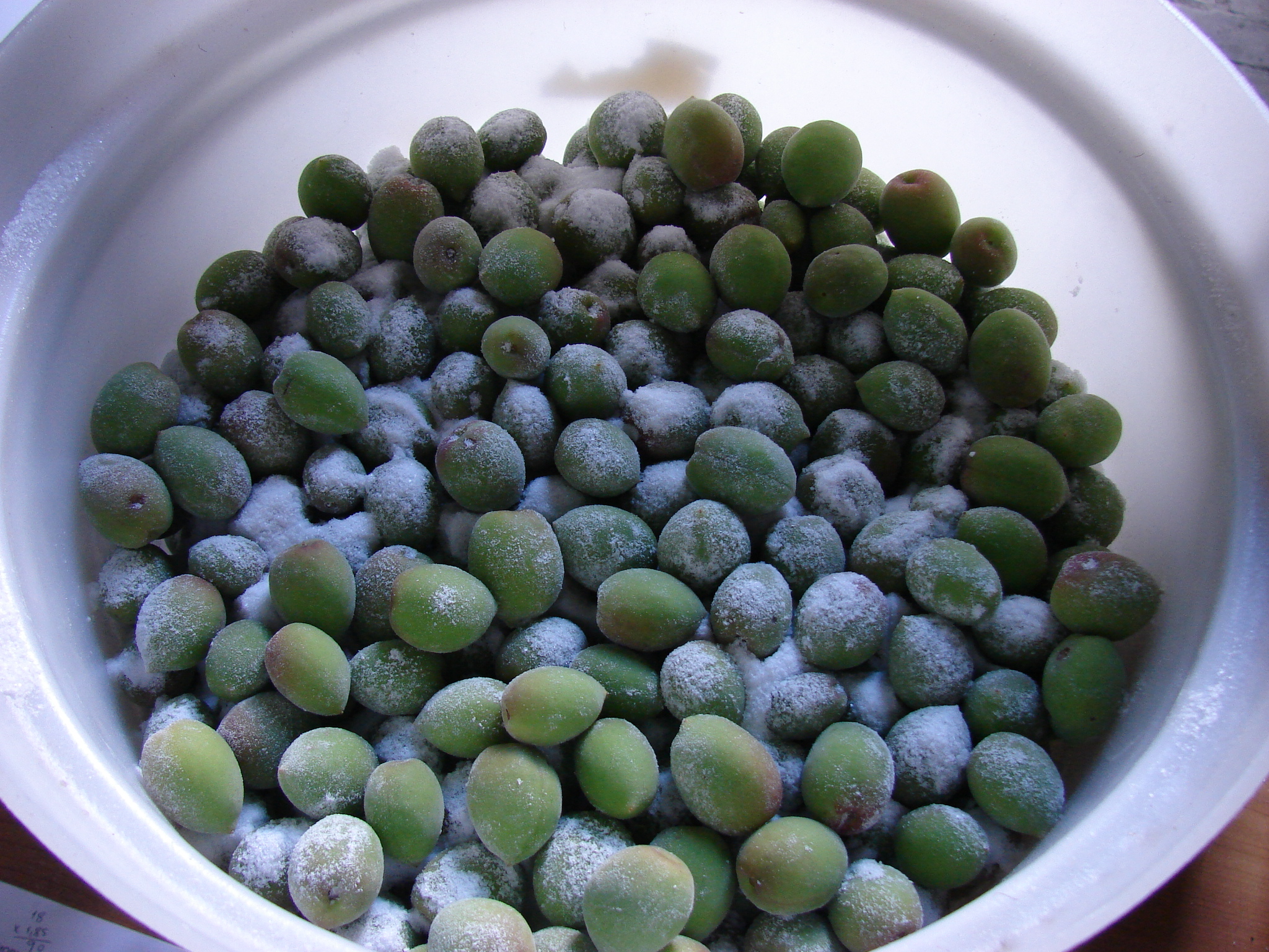 Umes con sal para elaborar umeboshi