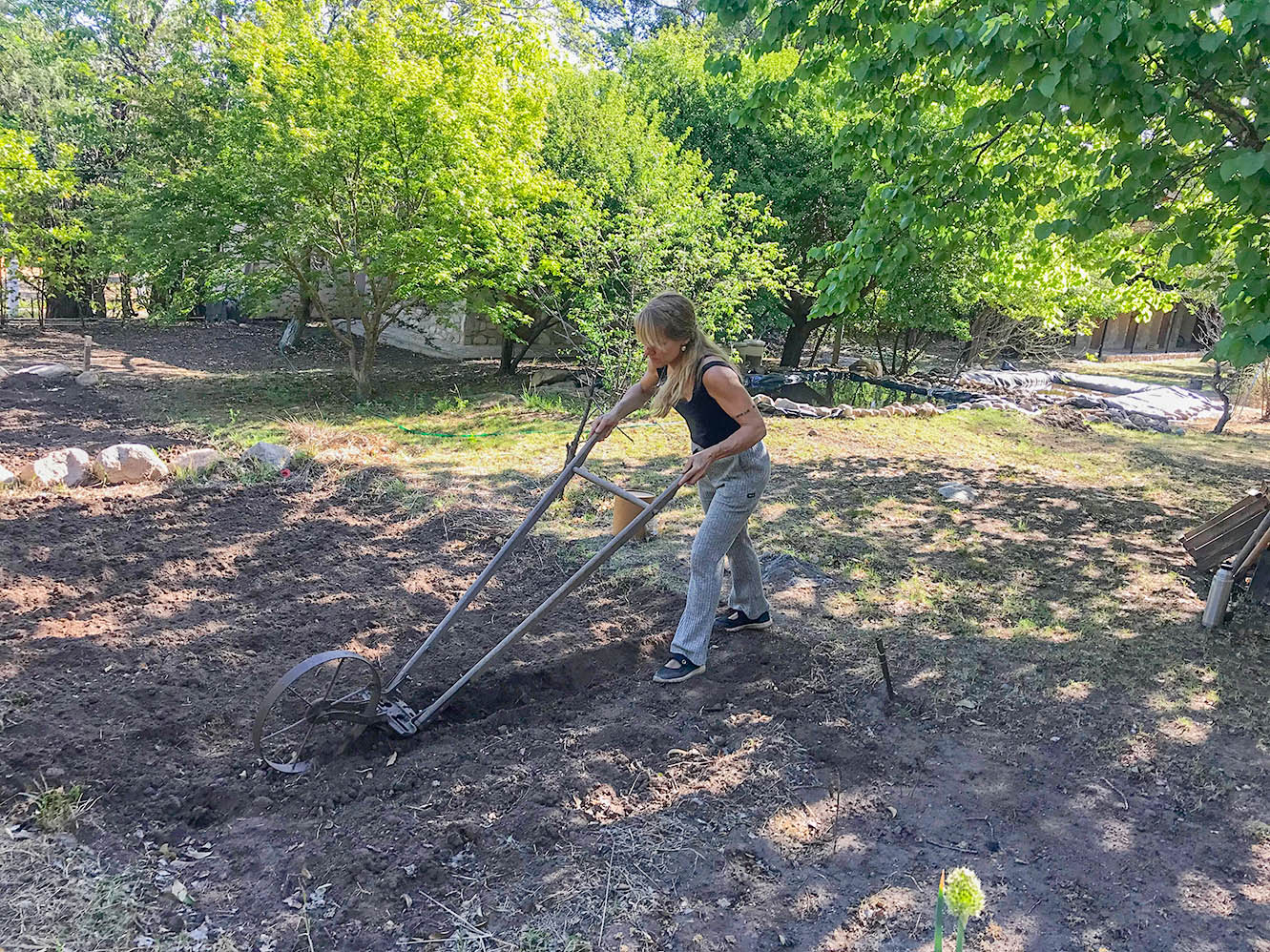 Arando la tierra para sembrar habú