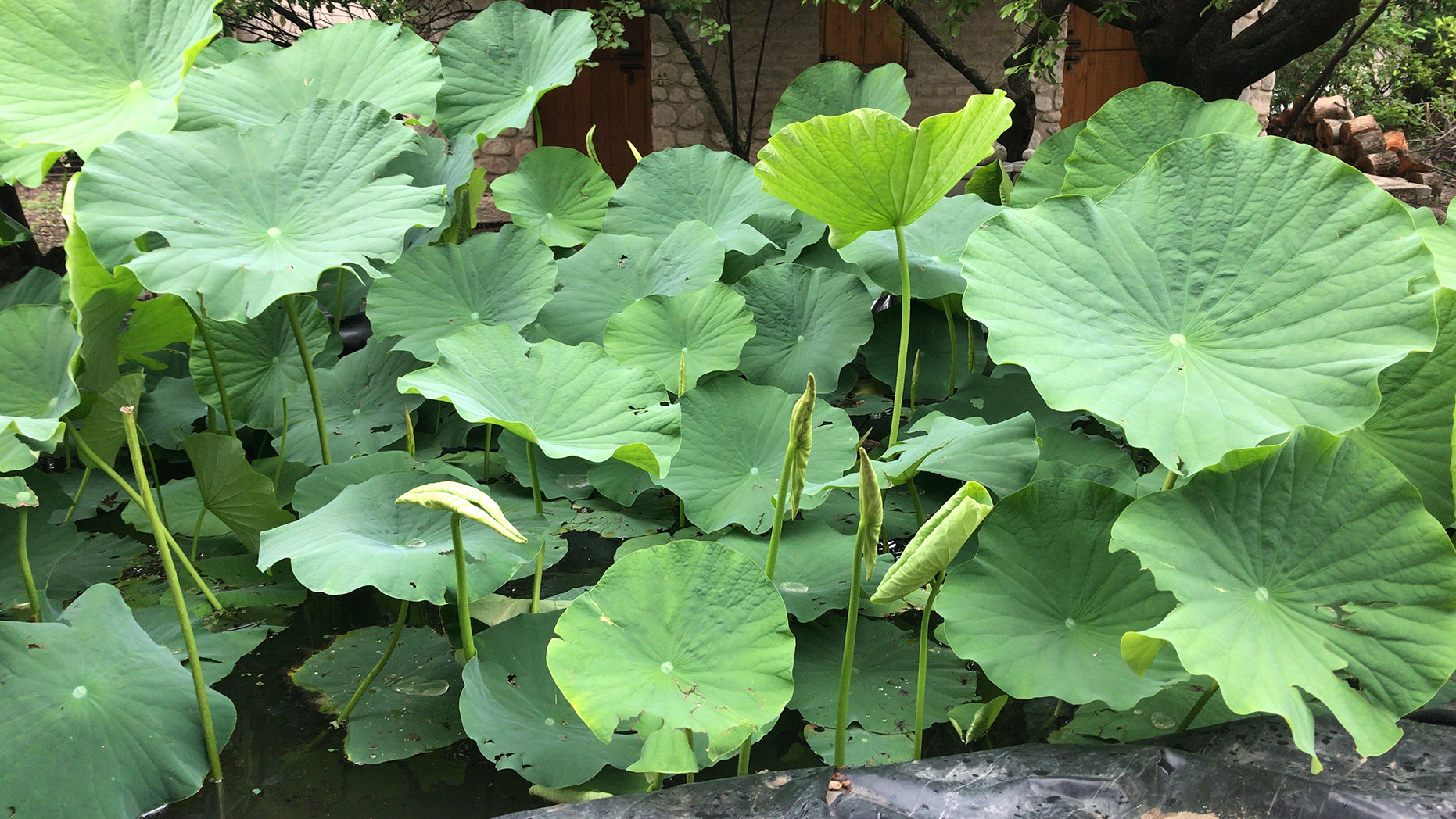 Lotos en su plenitud